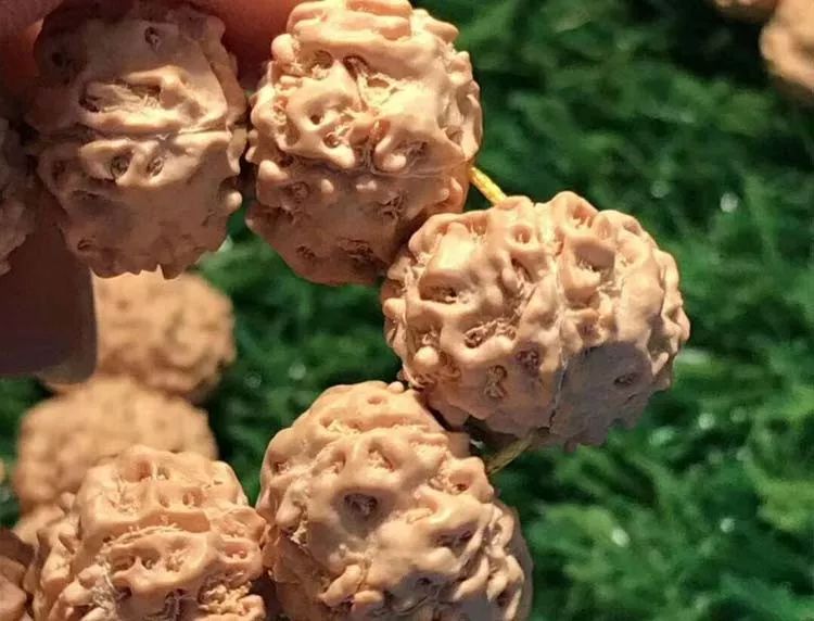 小金刚菩提梅花纹路什么价位,小金刚菩提什么纹路的最好