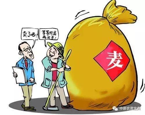 现在新麦收购价,新麦价格高开低走与饲料关系