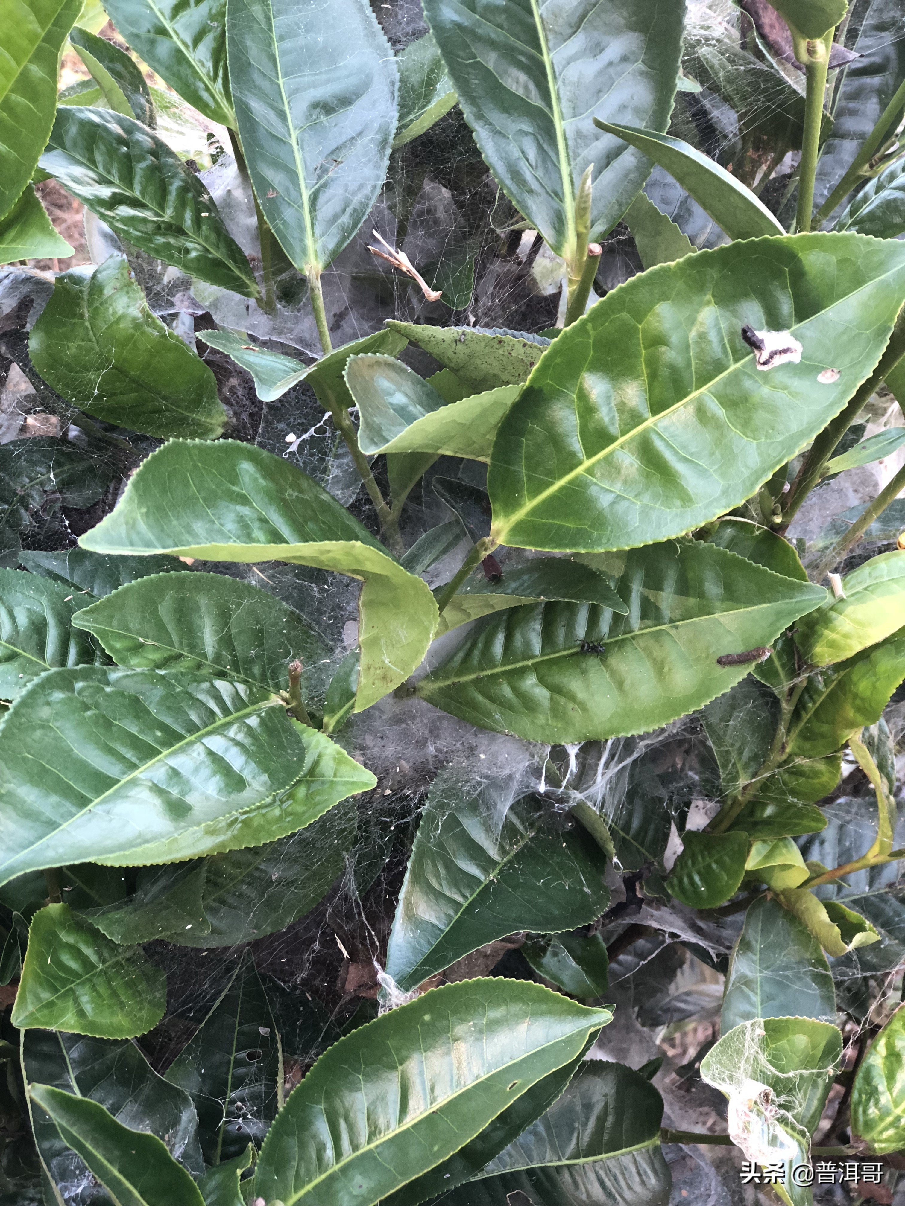 你想了解的普洱茶知识都在这里了,普洱茶的来龙去脉