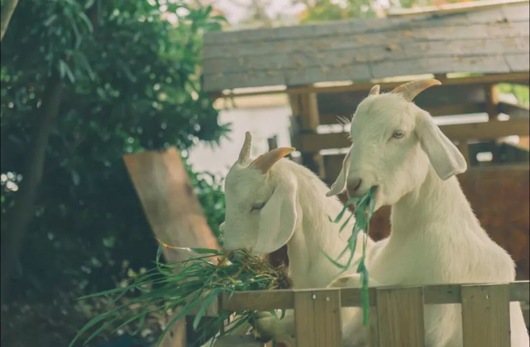 秋天来了,到崇明岛(我国第三大岛)走一圈吧