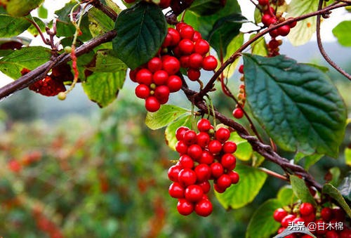 童年野果子,儿时的野果子总让人回味无穷