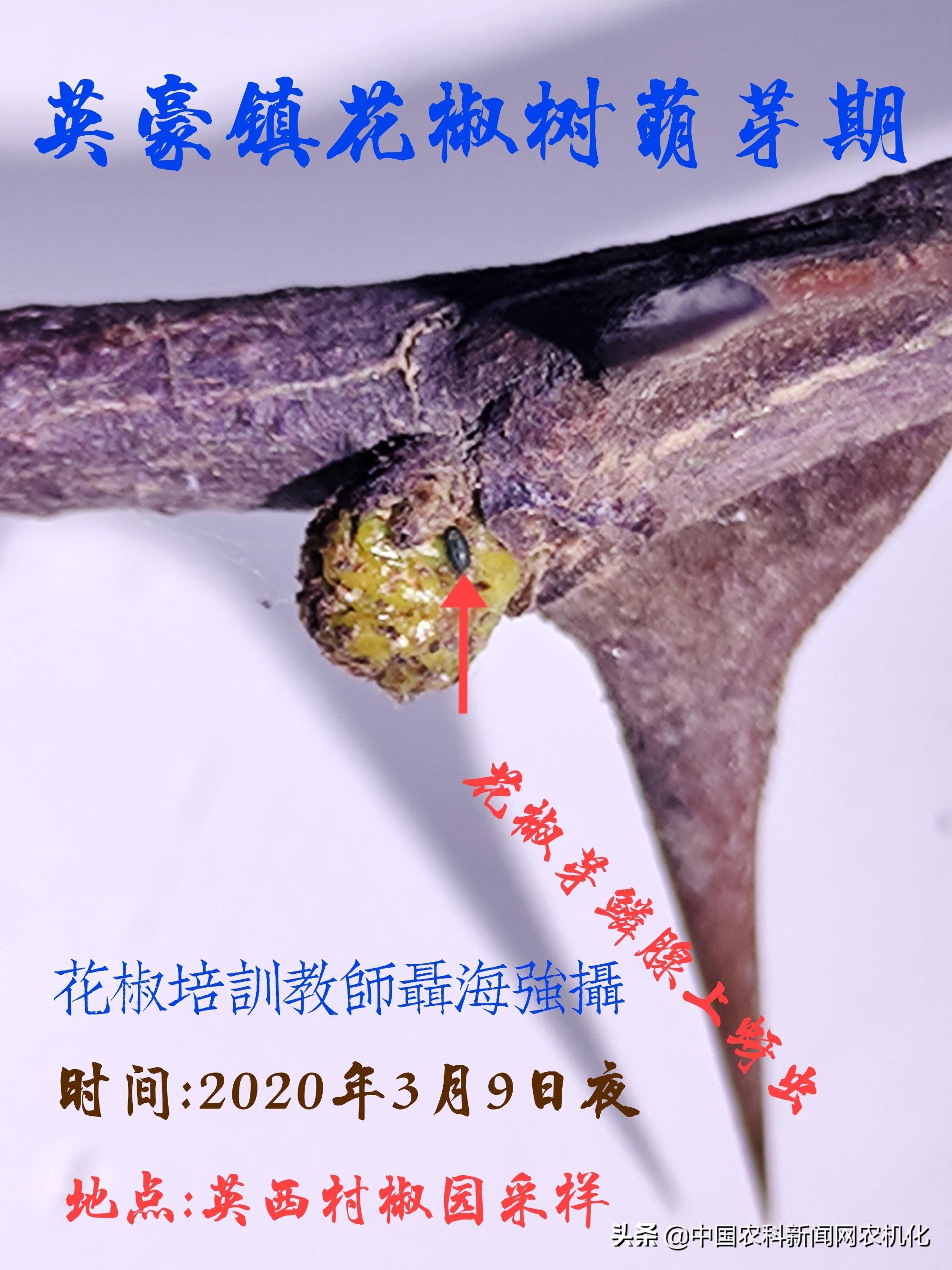 花椒蚜虫怎么治效果最好配方,氯氟啶虫脒可用于花椒防治蚜虫吗