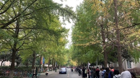 成都银杏发黄,成都银杏什么时候发黄