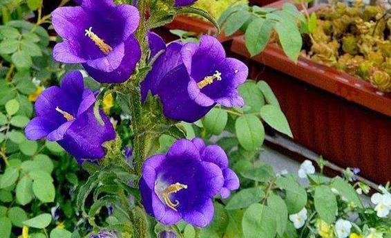 腊梅种花盆,腊梅花种子好种