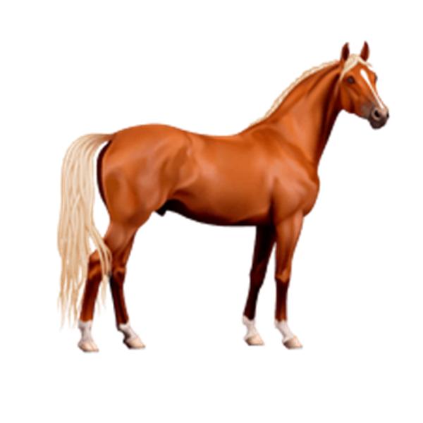 骏马奔腾声势浩荡,飞黄腾达的骏马