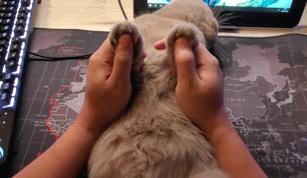 买switch还要买什么配件,switch配件选购