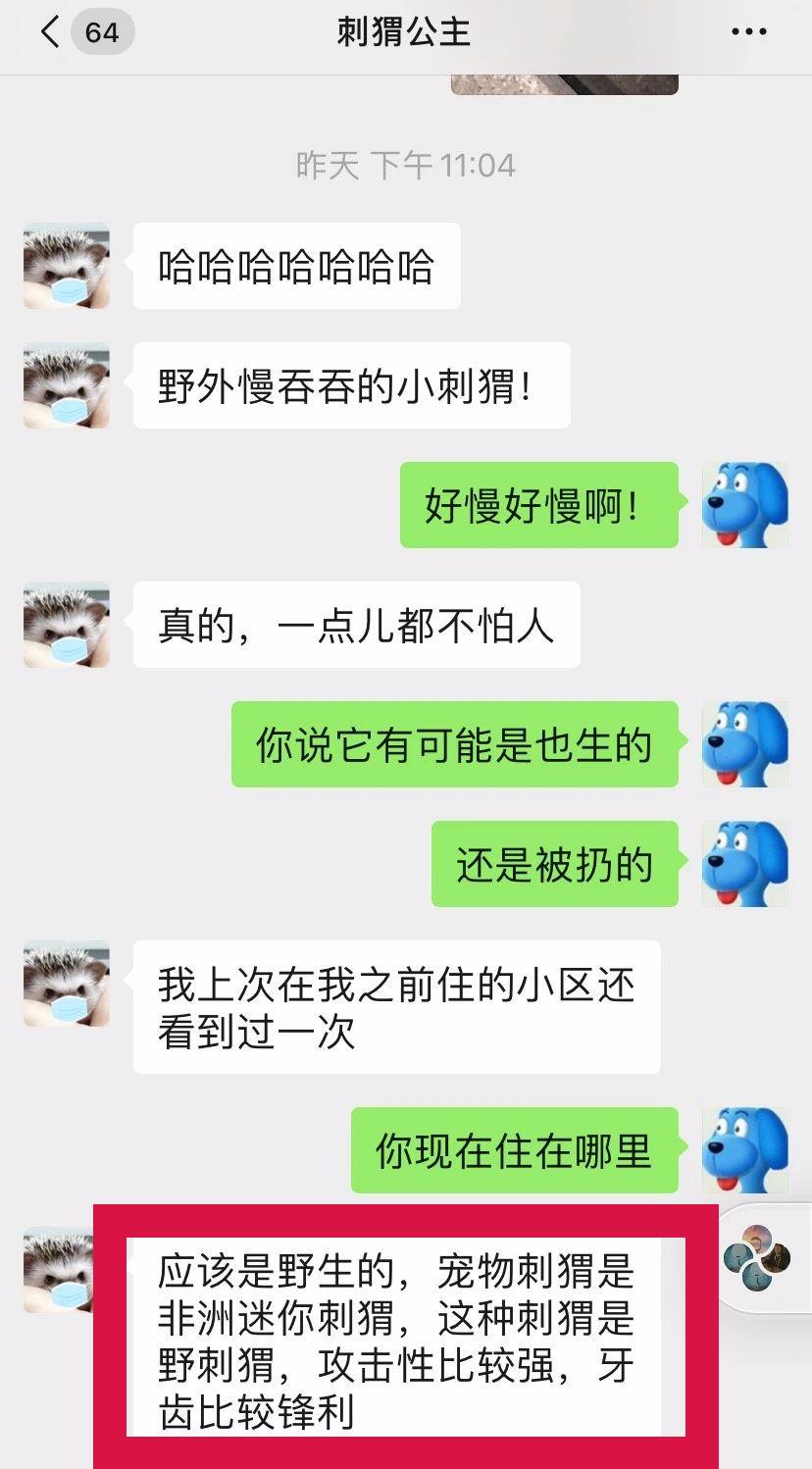 野生小刺猬有几种,野生小刺猬在哪里