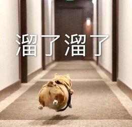 b站的python教程哪个好学,b站python最好的教程