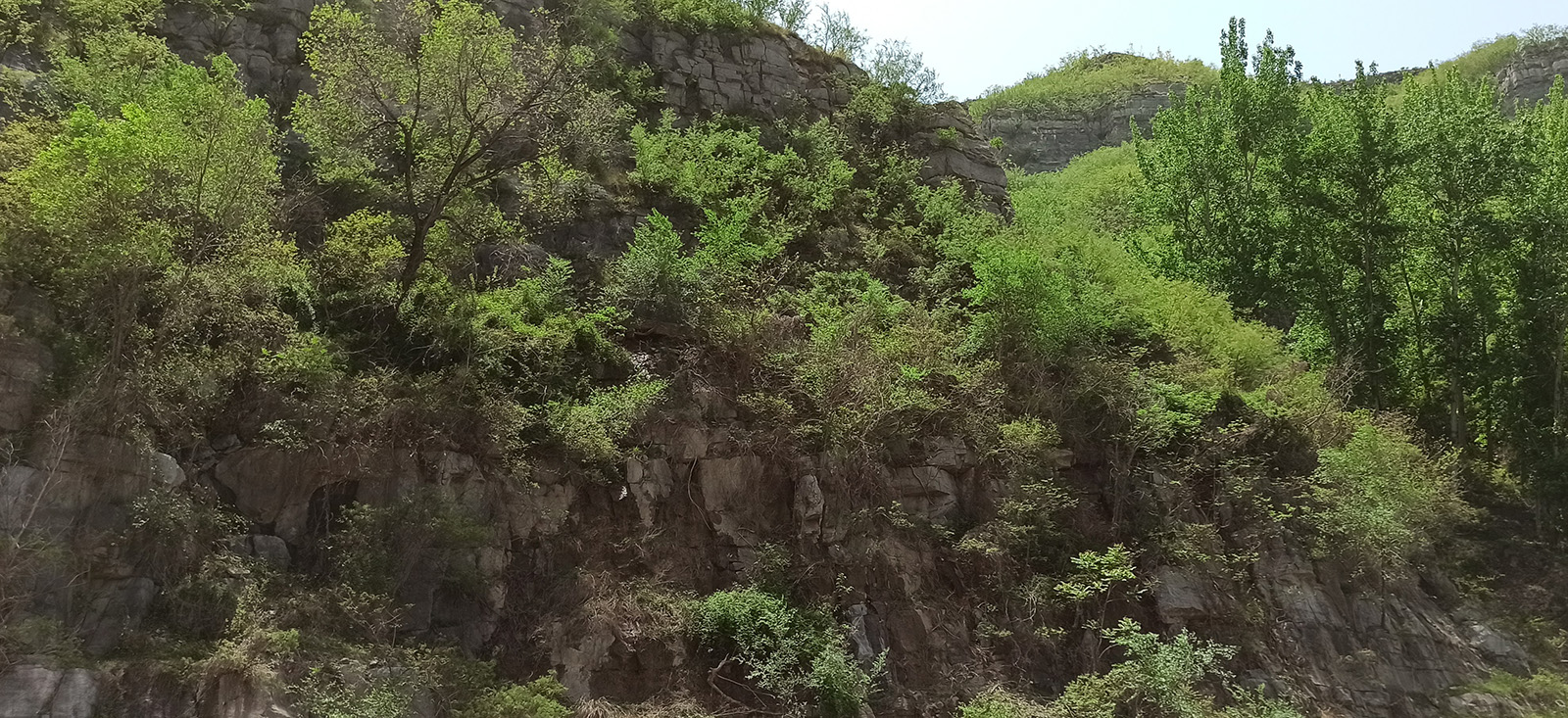 上山采蘼芜是什么体裁的诗歌,上山采蘼芜是汉乐府民歌吗