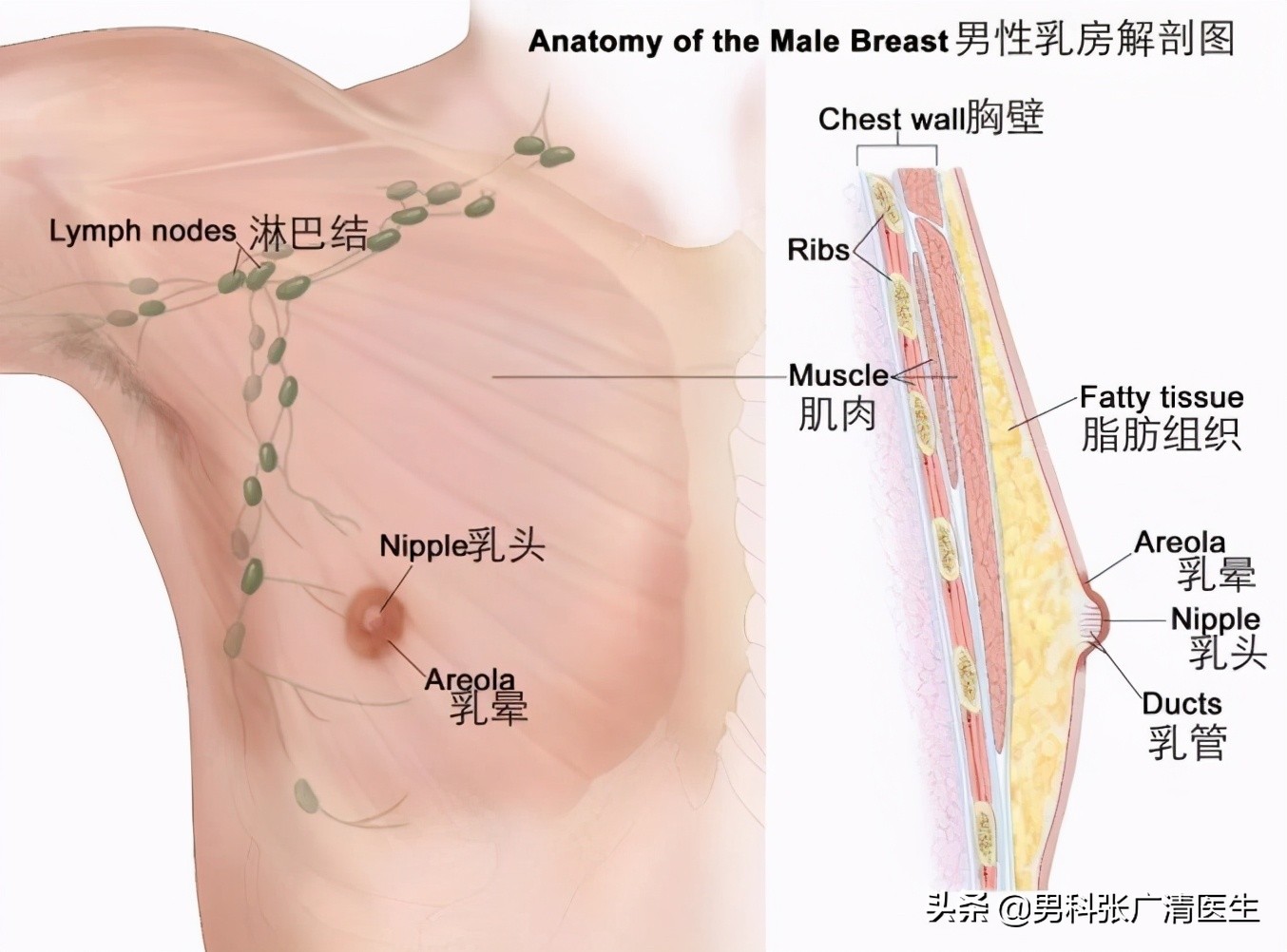男生发育胸大怎么样锻炼,男的胸发育能不能缩小