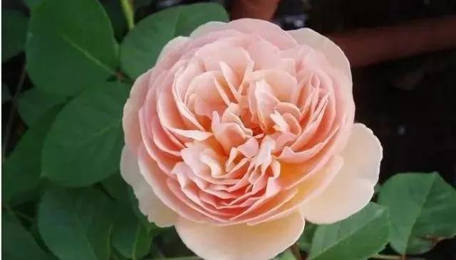 每天学习一点点——100种玫瑰品种科普