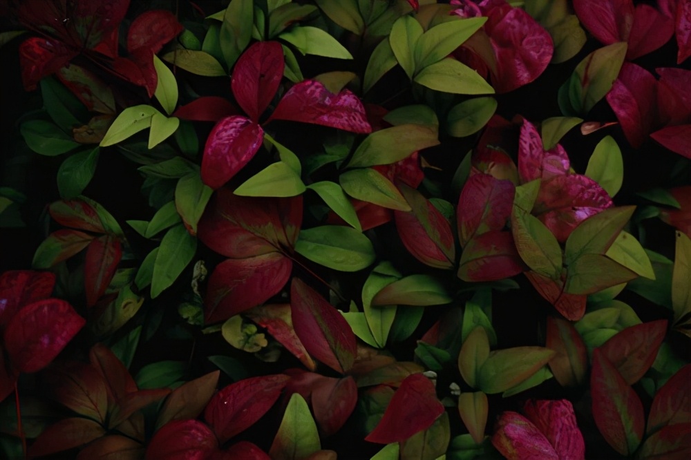 面部皮肤干痒怎么解决,面部干痒起疙瘩怎么办