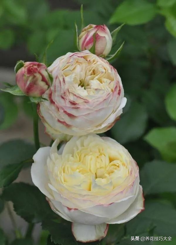 四季开花的月季又香又好养有几种,最漂亮10种盆栽月季