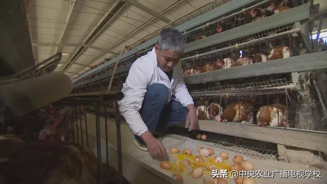 母鸡下软壳蛋吃什么改善,母鸡下软壳蛋怎么补救