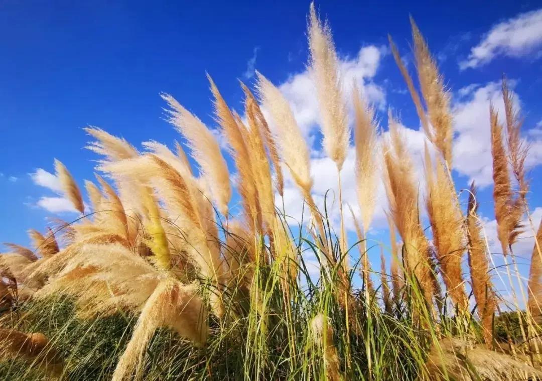 浦东24小时不打烊图书馆,浦东滨江世博文化公园