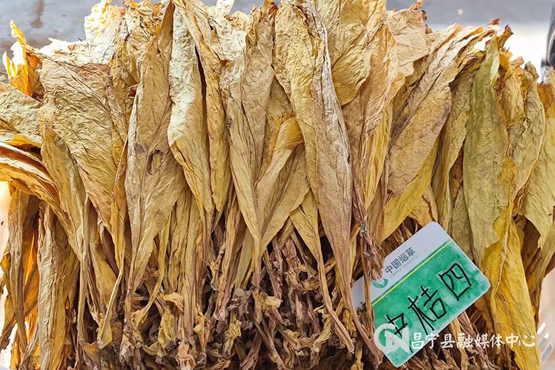 太平庄镇烤烟获丰收烟农赶烤忙 (今年烤烟开秤收购价)