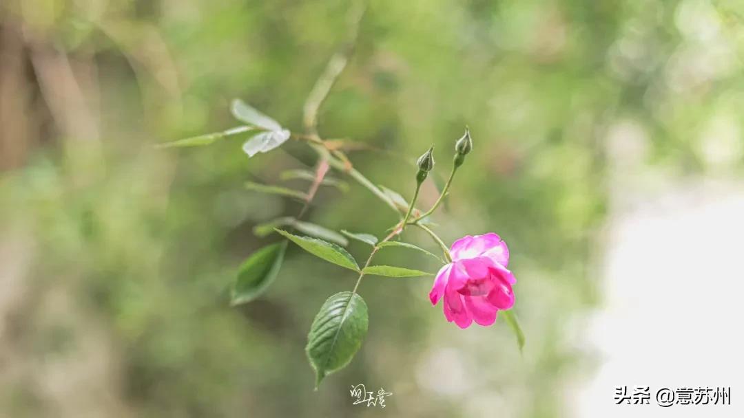 姑苏记艺圃蔷薇,苏州蔷薇艺圃