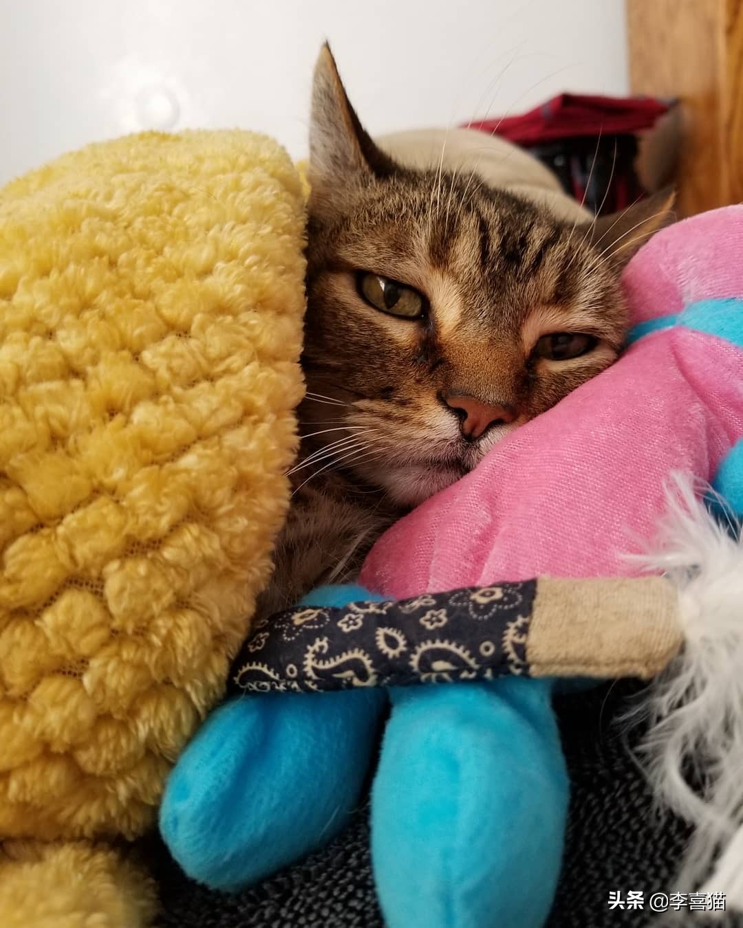 如何从猫咪呕吐物辨别是什么原因,猫咪出现呕吐了莫急试试这几招