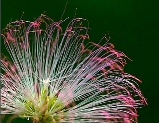 *欢合**花：花美叶美、有色有香的*欢合**花，管理与栽培