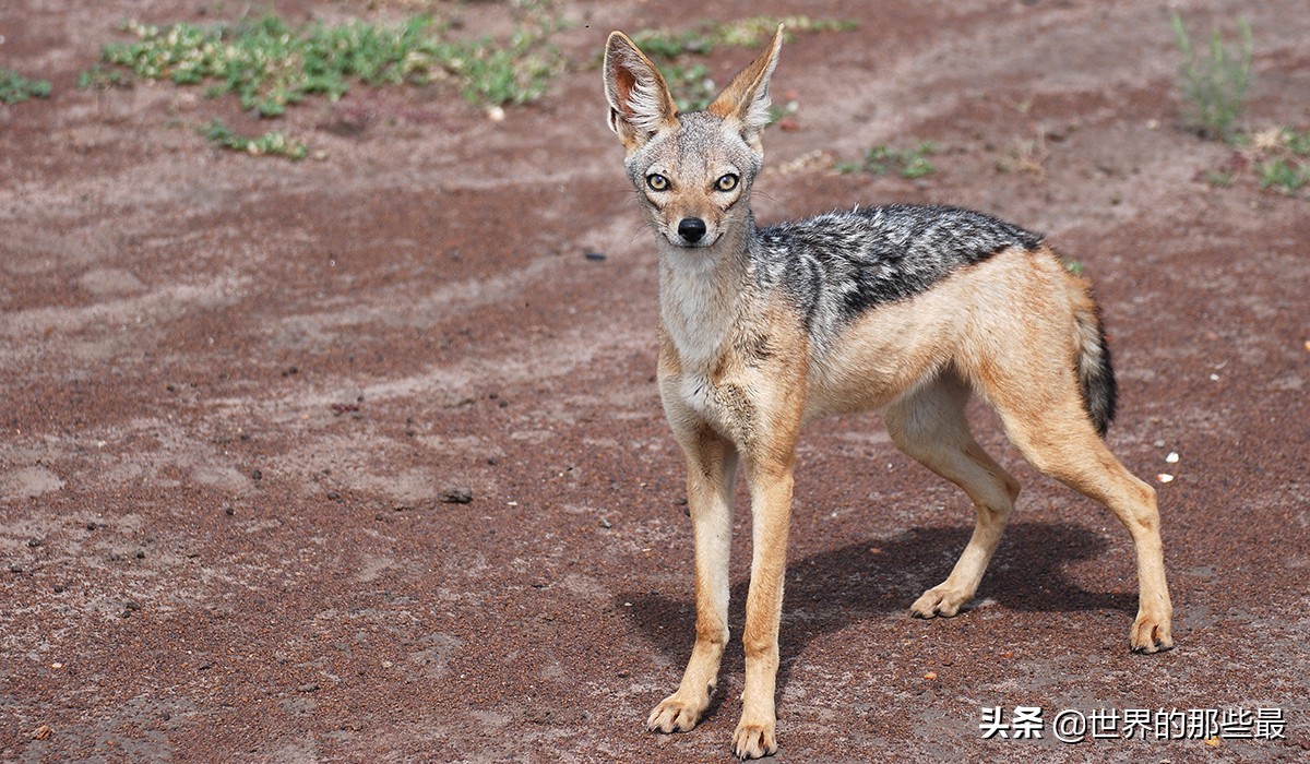 胡狼抢夺狮子和鬣狗的食物片段,胡狼为什么不怕狮子