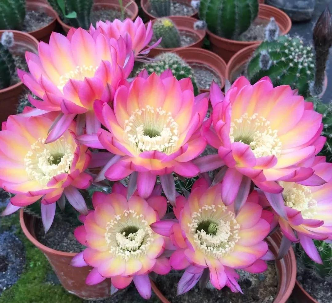 100种仙人球花图片,100种仙人球的品种视频