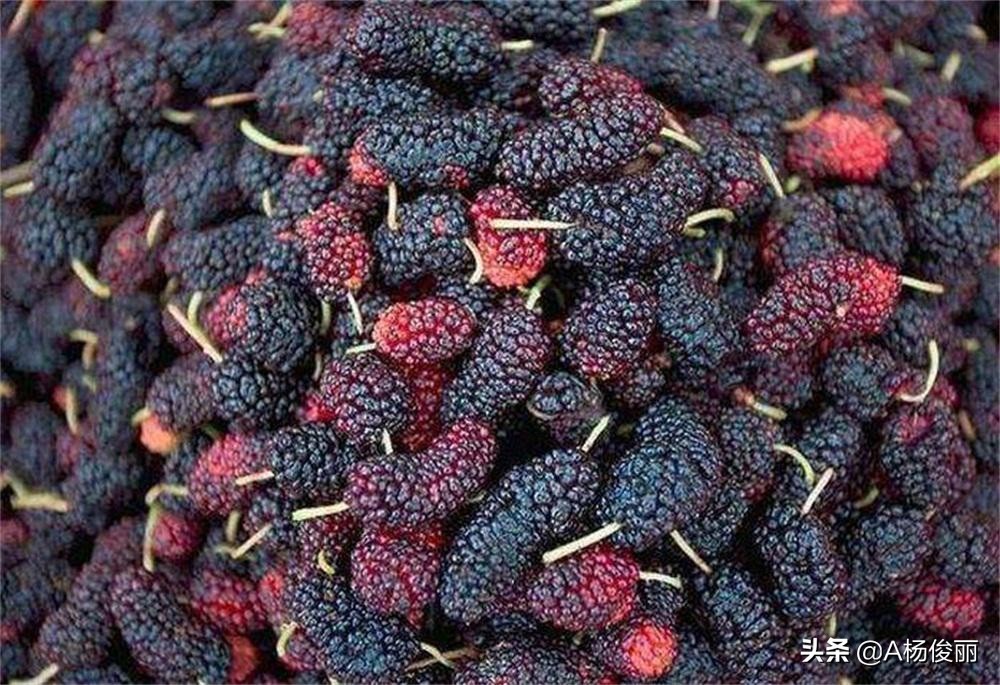 桑葚酒怎么泡制比较好,如何泡制桑葚酒的方法