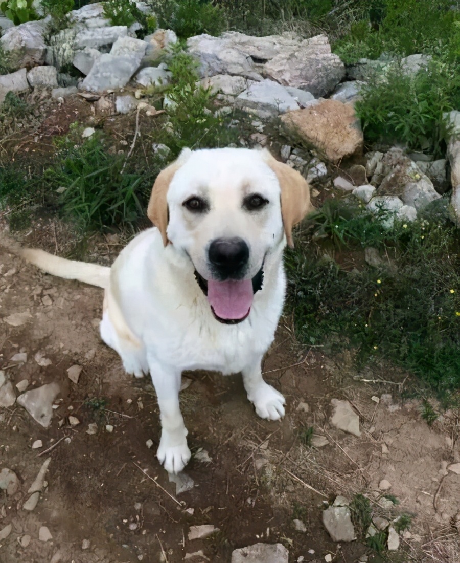 拉布拉多穿衣服可以减少掉毛吗,边牧和拉布拉多哪个掉毛严重