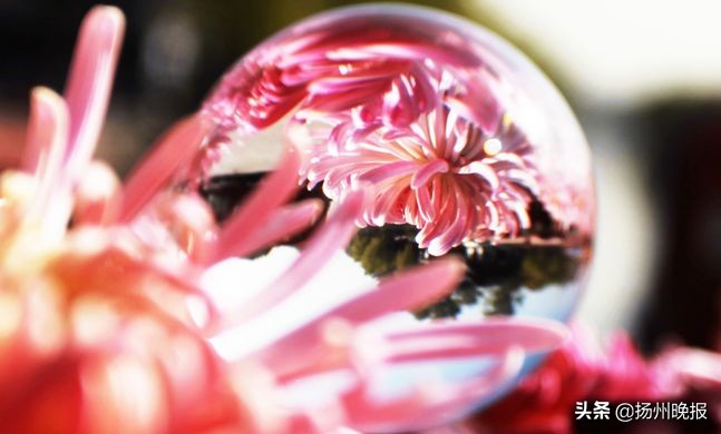 2018年冬天扬州赏花攻略,扬州11月秋景打卡地