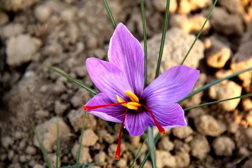 大蒜最好的新品种种子,大蒜种子大全100款