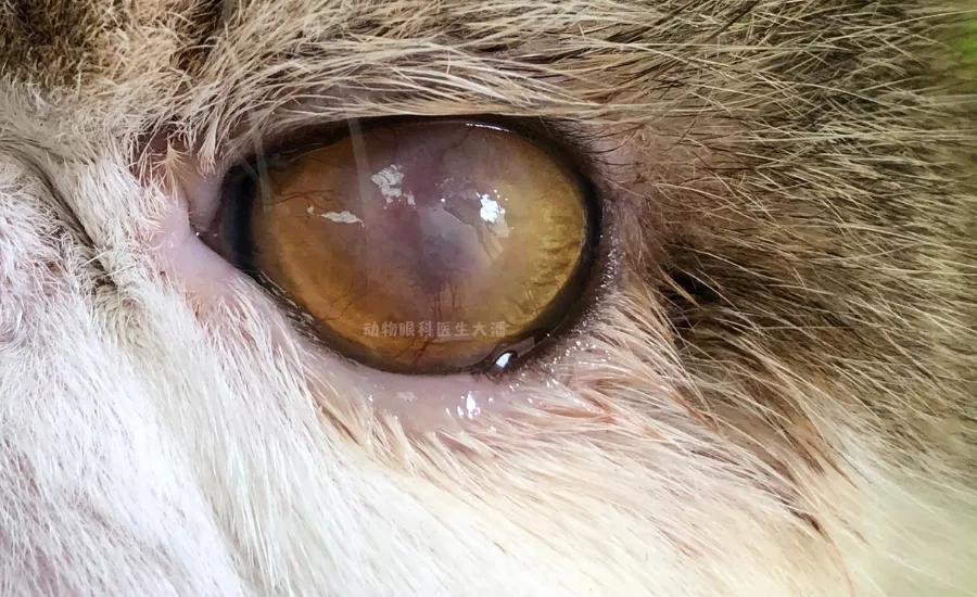 猫眼角膜溃疡怎么治疗,猫眼睛溃疡最佳治疗方法