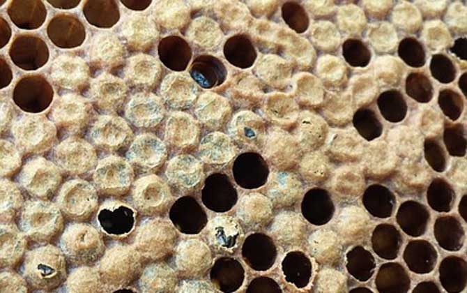 蜜蜂病虫害的防治大全,蜜蜂怎么预防蜘蛛病害发生