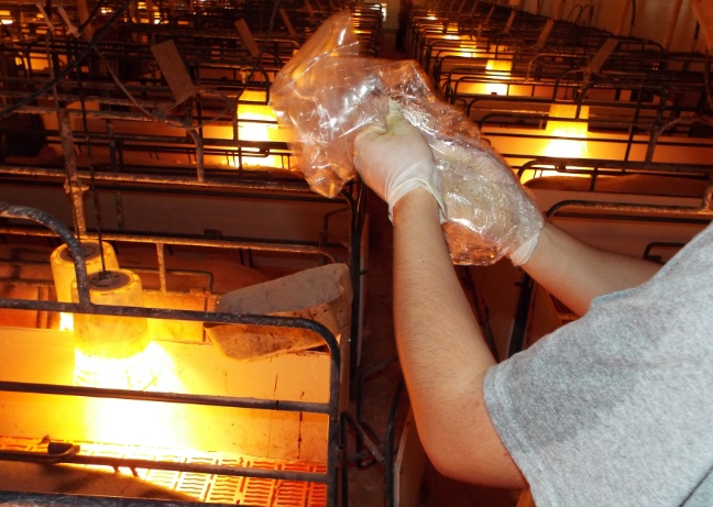 母猪管理的五大问题,养猪母猪管理