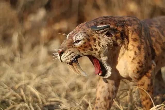 远古时期的剑齿虎就是这样捕猎的,剑齿虎牙齿这么长不容易断么