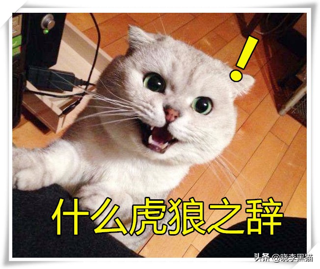 怎样知道你适不适合养猫,怎么判断自己适不适合养猫