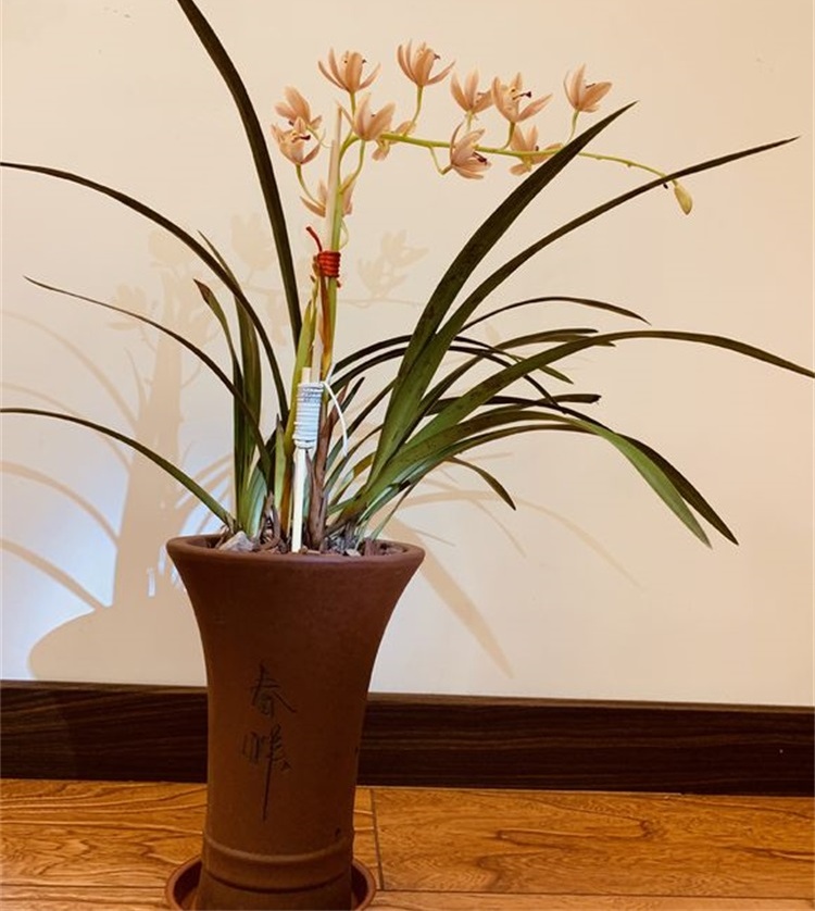 兰花成了东倒西歪的墙头草，学会这个技巧，枝叶挺拔长高高