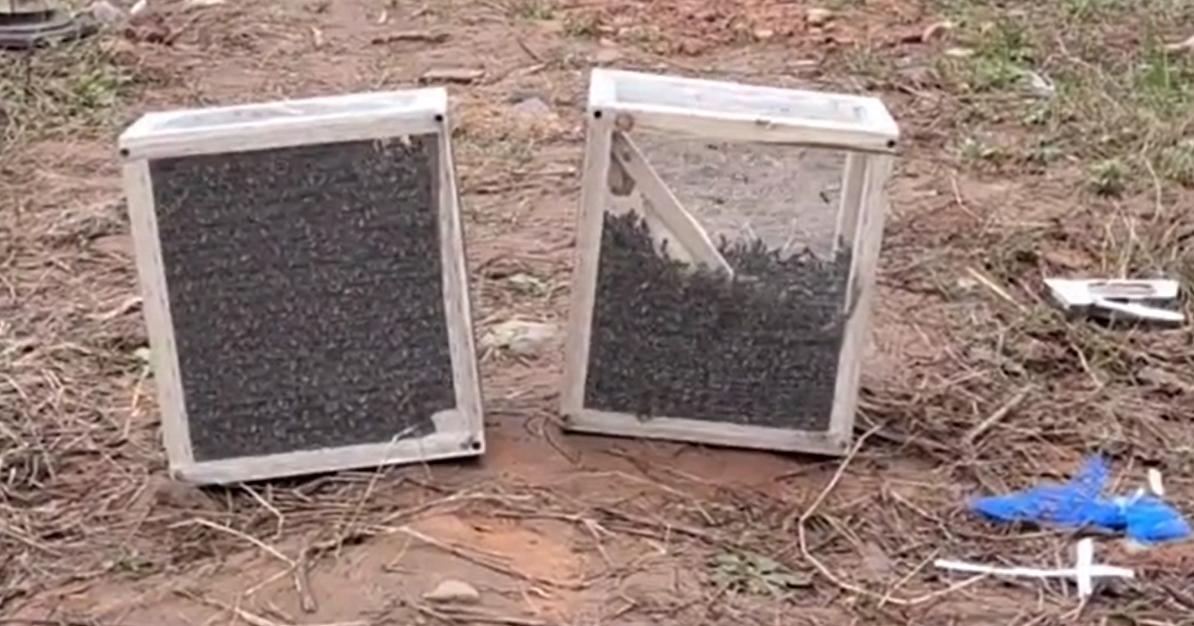 蜜蜂养殖，买蜂时搬运真麻烦，为什么不试试笼蜂呢？是个好方法