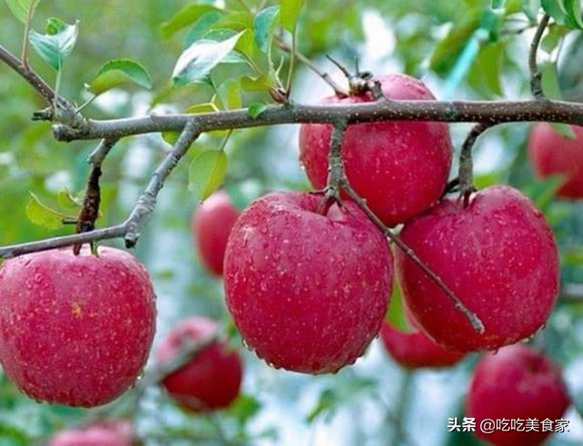 切记吃苹果需要注意五大事项,经常吃苹果的注意事项