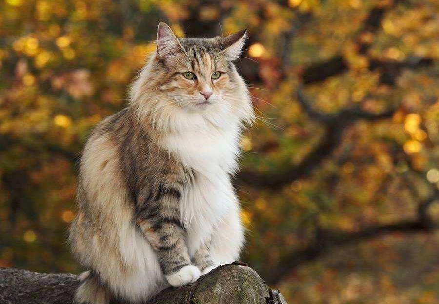 年度最受欢迎的十大猫咪品种,家养宠物推荐寿命长的品种猫咪