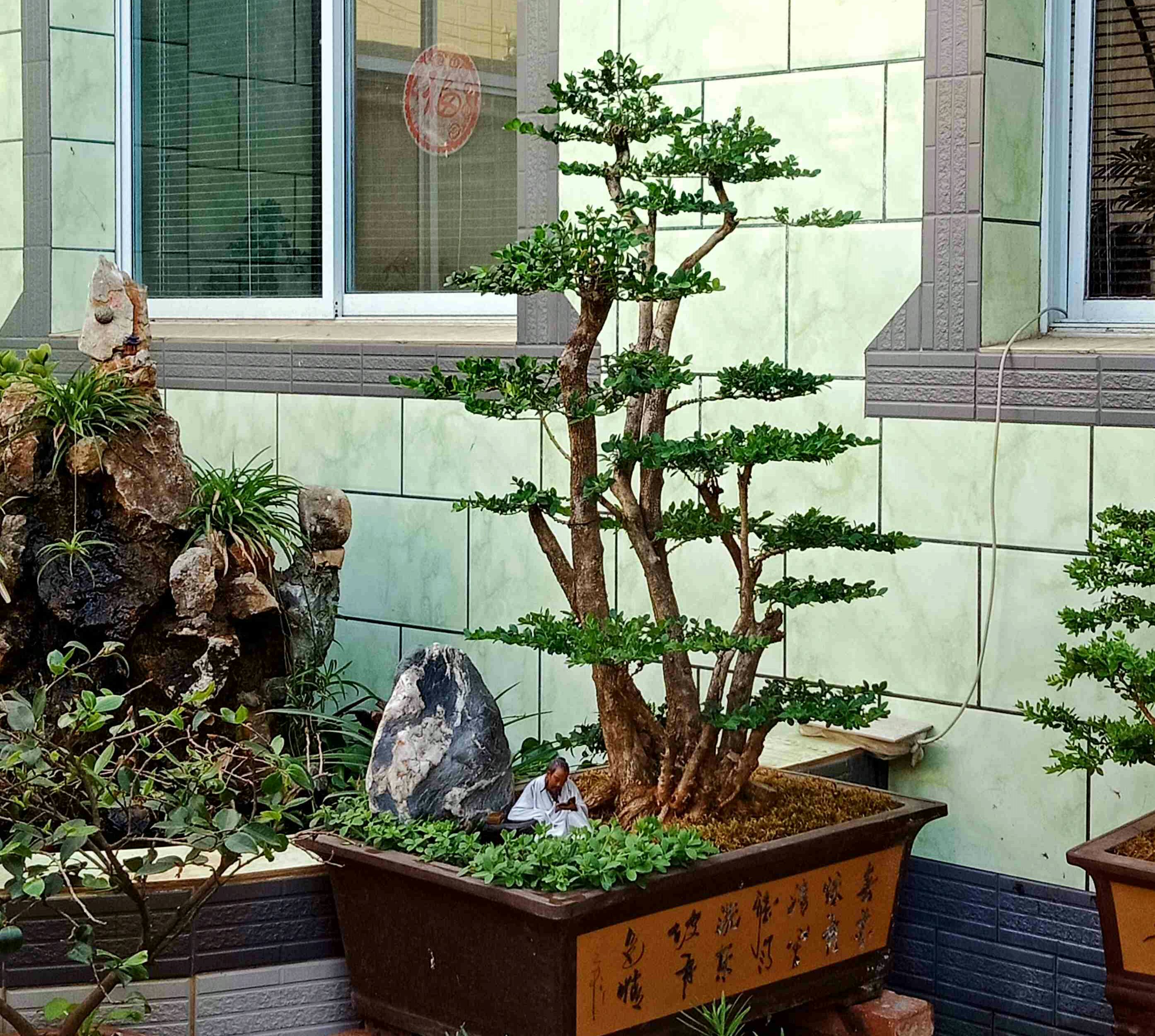 野外挖下山的盆景,大叶黄杨假植