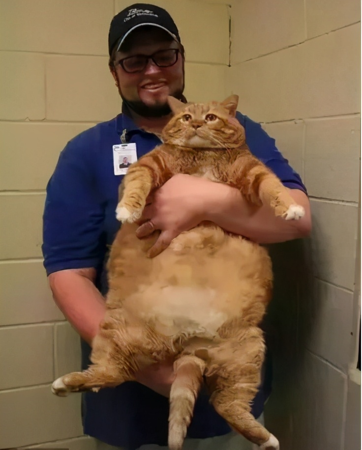 猫咪糖尿病如何诊断,猫咪糖尿病如何确诊