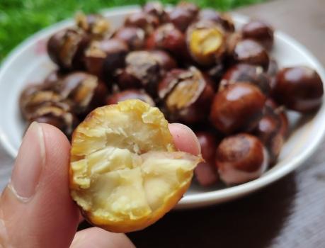 水煮板栗好剥壳怎么做,水煮板栗的正确方法煮多久