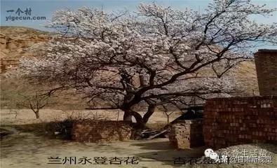 甘肃兰州最大的区,兰州最大的区是哪个区