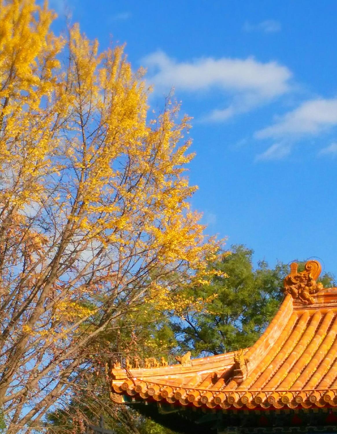 满大街的银杏树到底濒危在哪里,银杏树为什么濒临灭绝