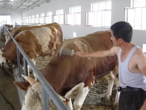 秋季养牛注意事项和禁忌,养牛户要注意哪些