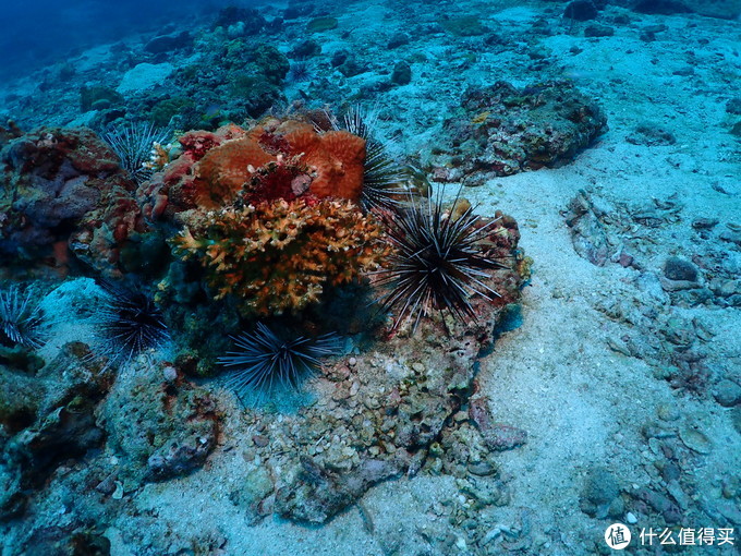 普吉岛aida考证,普吉padi潜水考证