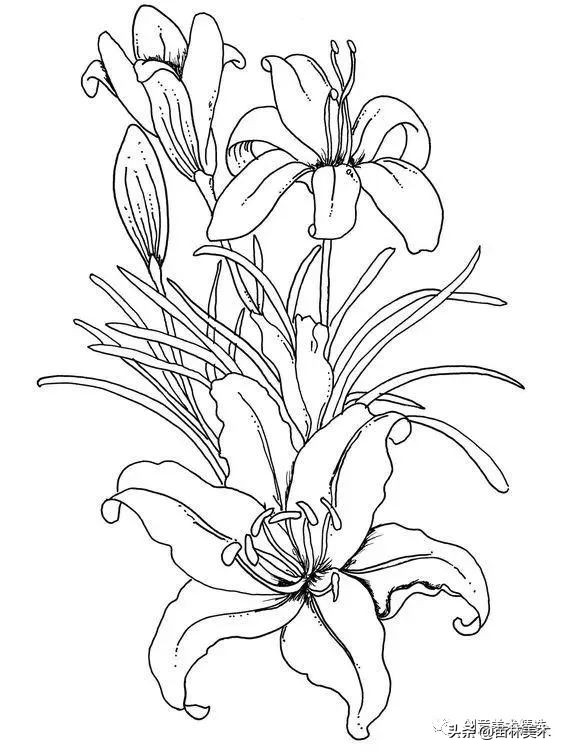 工笔花卉线稿和色稿,花卉白描线稿
