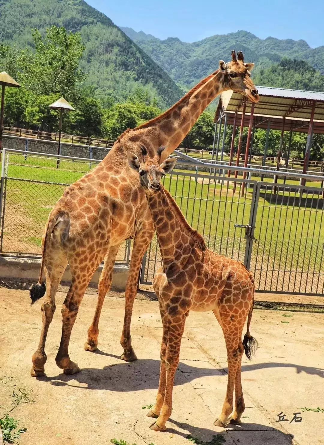 曲江六一儿童节活动,曲江六一儿童节活动方案