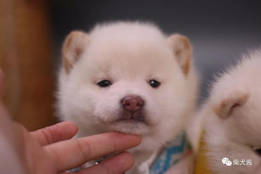 宠物店买的狗不是纯种怎么办,宠物店买的猫养不熟