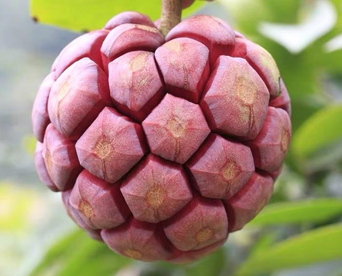 恶魔果实多少钱一瓶,恶魔果实的市价是多少