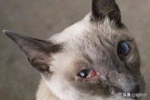 猫咪眼睛突然出分泌物还伴有干呕,猫咪眼睛分泌物突然增多怎么回事